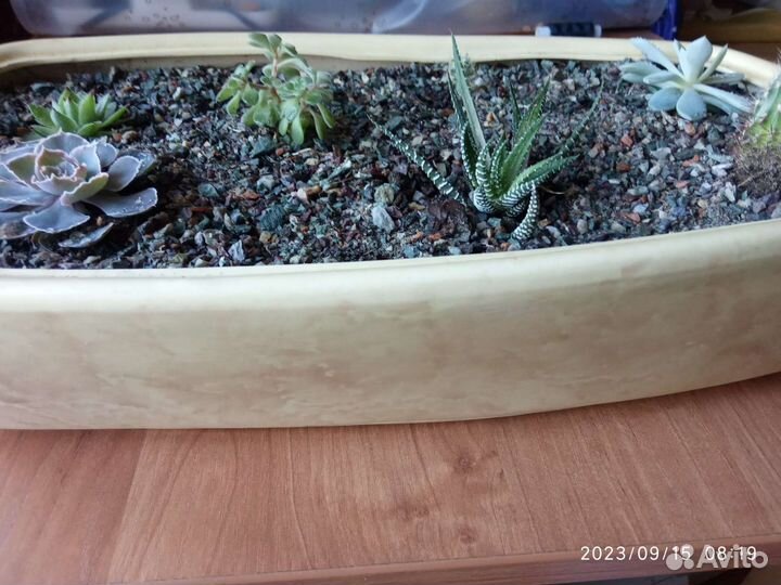 Суккуленты