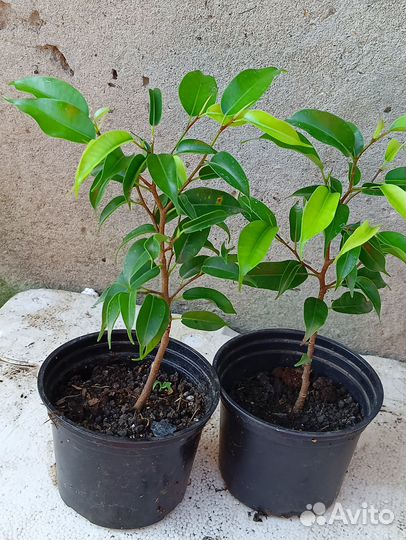 Фикус бенджамина