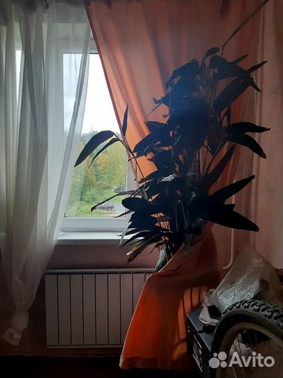 Кордилина