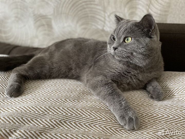 Британский кот. Вязка