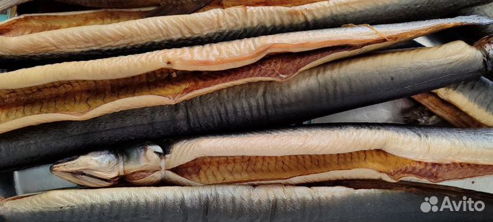 Балтийский угорь