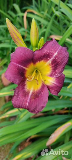 Хосты лилейники бадан