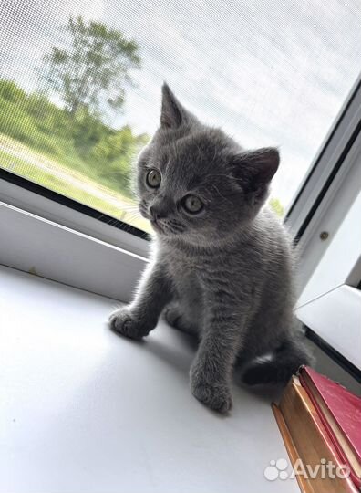 Британские котята