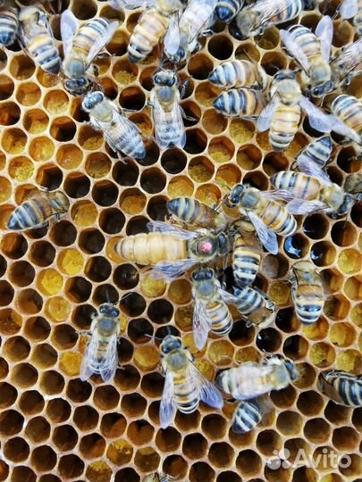 Матки пчёл породы Карника, Бакфаст