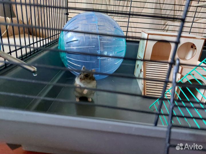 Коттедж для хомяка