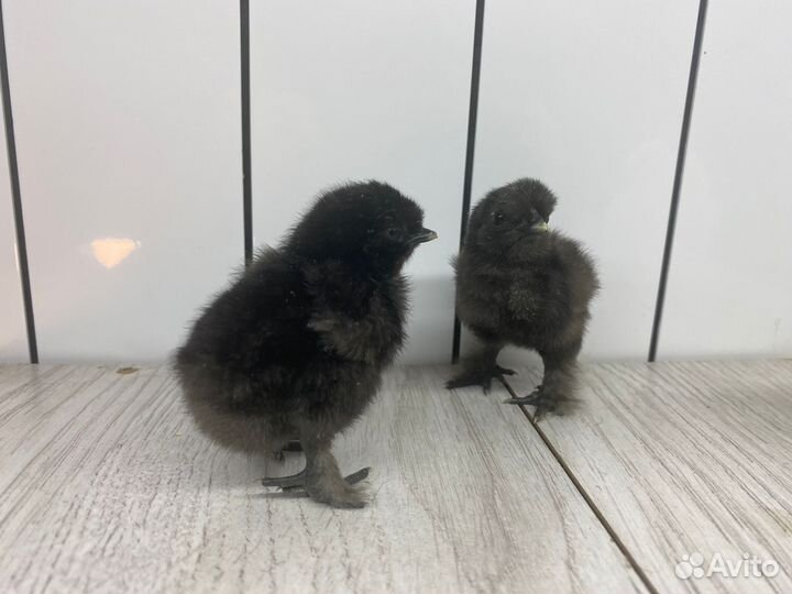 Цыплята Китайской шелковой курицы