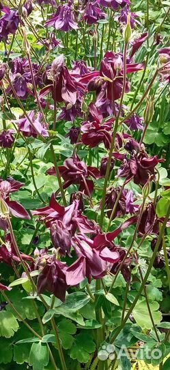 Декоративные цветы