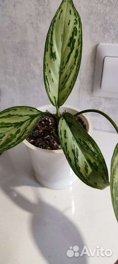 Аглаонемы, Филодендрон Атом, Спатифиллум