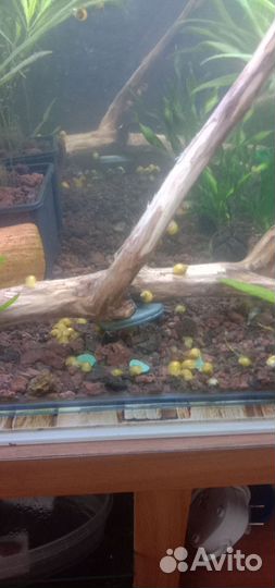 Аквариумные рыбки попугай