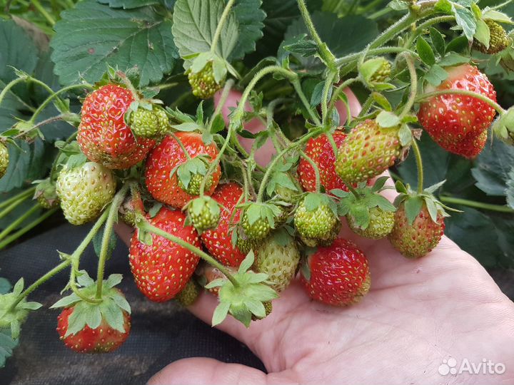 Клубника Купец