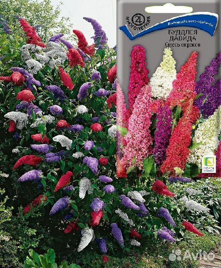 Буддлея Давида смесь окрасок