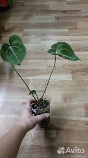 Антуриум кларинервиум хрустальный