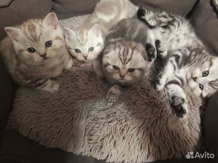 Шотландские вислоухие котята