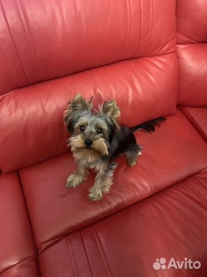 Отдам в добрые руки