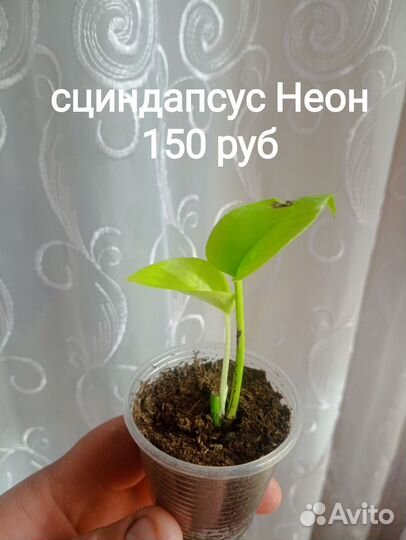 Сциндапсус Неон