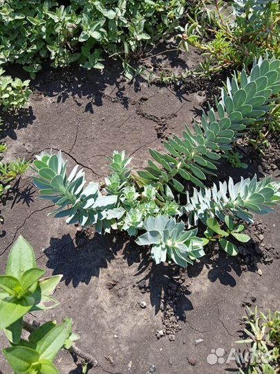 Продаю многолетние и однолетние растения