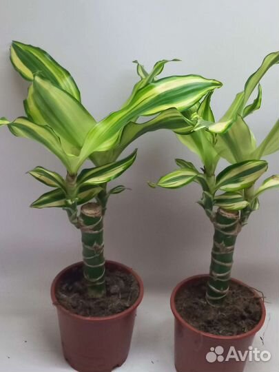 Драцена фрагранс Yellow Coast