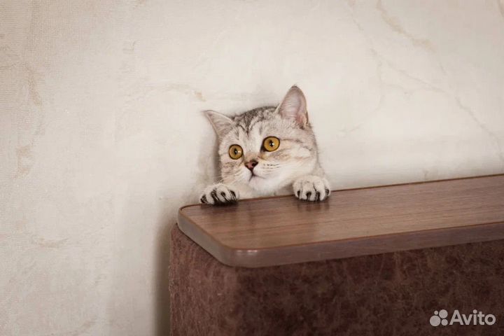 Кошке нужен дом