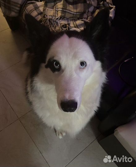 Собачья шерсть пух чистокровной якутской лайки