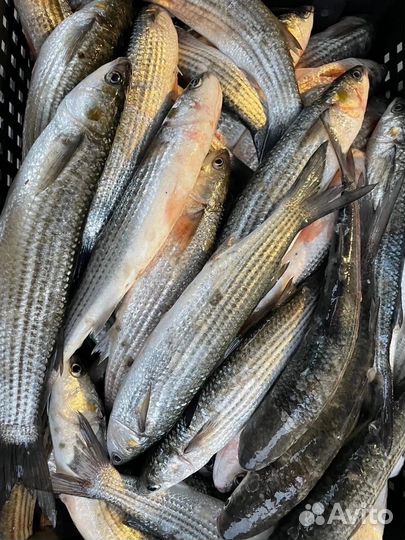 Свежая рыба