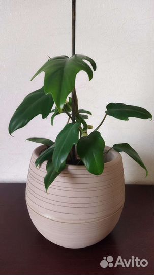 Филодендрон