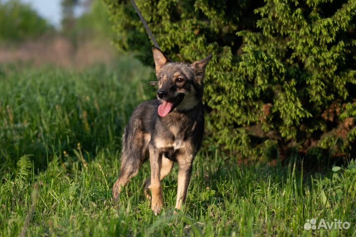 Отдам бесплатно щенки