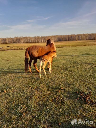 Кобылы с жеребятами