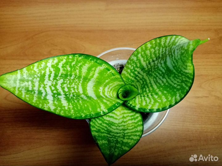 Сансевиерия сортовая, детки