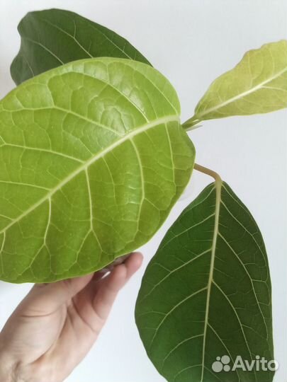 Фикусы редкие