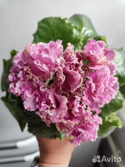 Детки сортовых фиалок -1