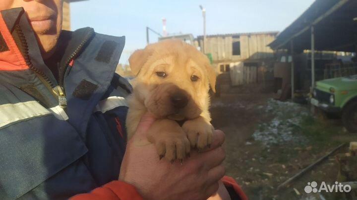 Собака в добрые руки отдам бесплатно