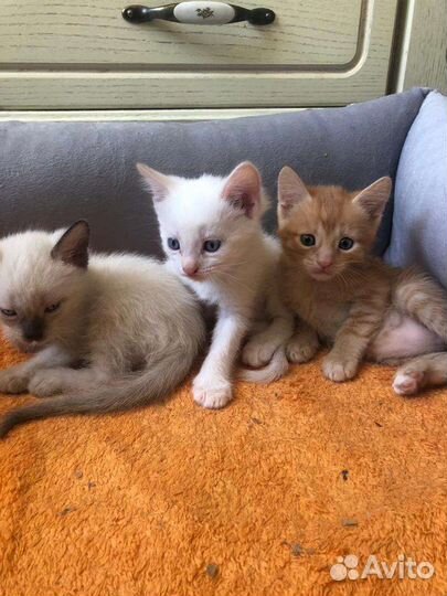 Котята бесплатно