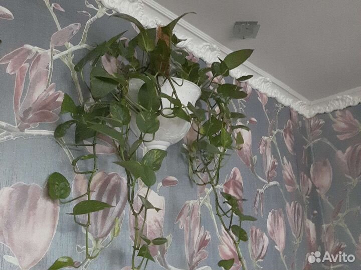 Сциндапсус эпипремнум