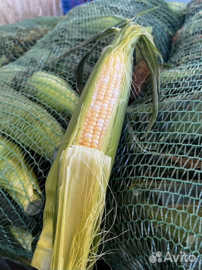 Кукуруза в початках