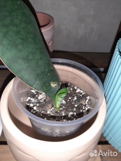 Сансевиерия Масониана Биг Лиф