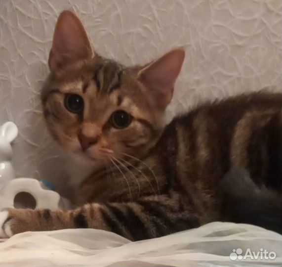 Котенок нежный и ласковый мальчик