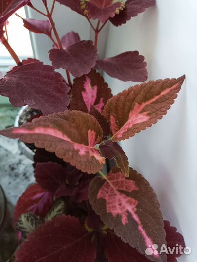 Колеус срезы