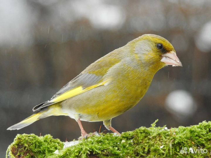 Лесные птицы