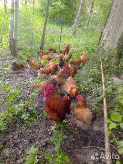 Цыплята суточные Кучинской Юбилейной купить в Брянске | Животные и  зоотовары | Авито