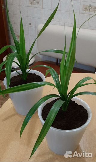 Пальма винтовая панданус