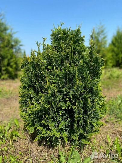 Туя брабант из питомника оптом