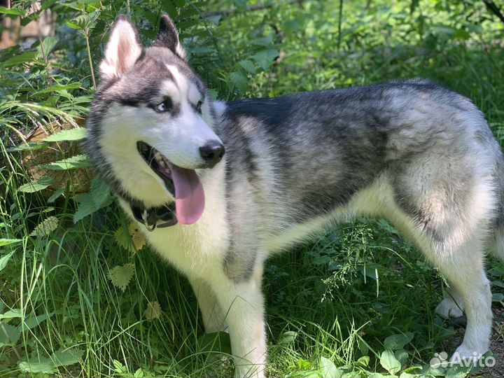 Сибирский хаски