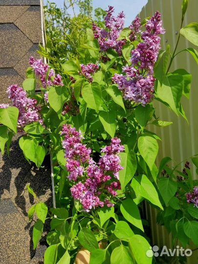 Мальва, сирень, желтый береклет ползучий