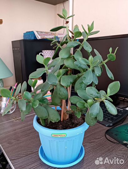 Толстянка большая