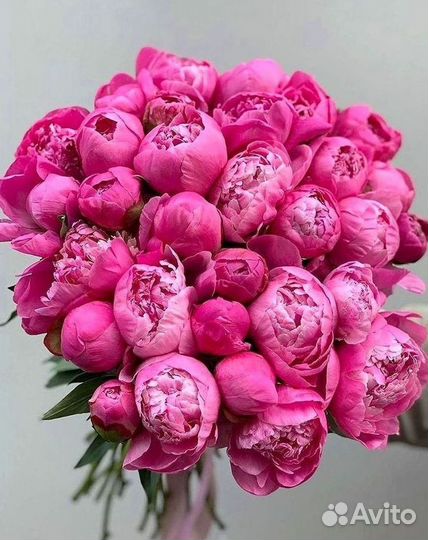 Пионы Цветы Доставка