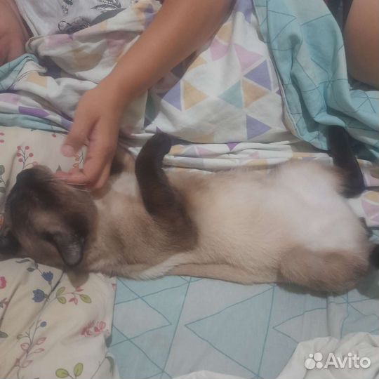 Сиамский