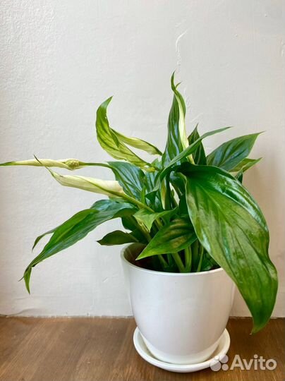 Спатифиллум