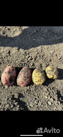 Продам картофель