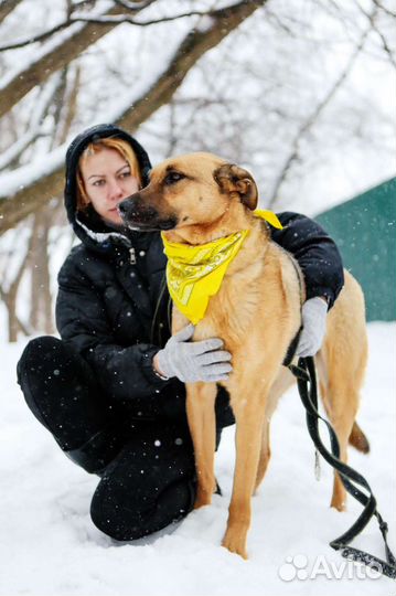 Собака из приюта надеется на чудо