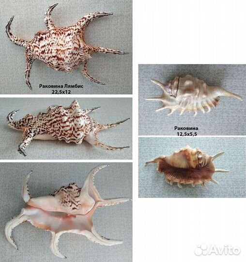 Морские раковинв